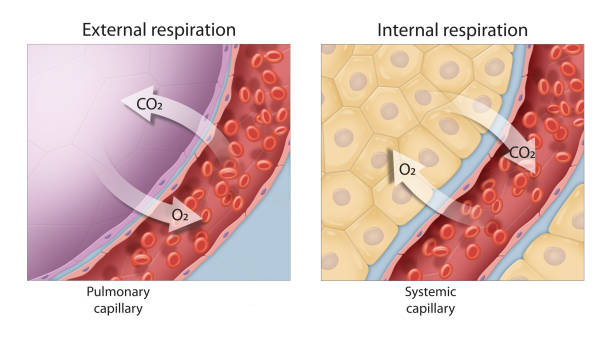 Gas Exchange External And Internal Respiration Stock Illustration -  Download Image Now - Alveolus, Capillary - Body Part, Gaseous Exchange -  iStock