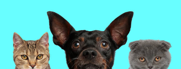 istock animal team looking up and ahead, next to each other 1255909041