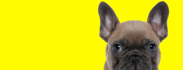 istock Focused French Bulldog cub looking forward curiously 1255909797