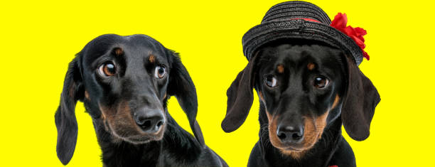 istock Two Teckel puppies looking at each other, one wearing hat 1255909936