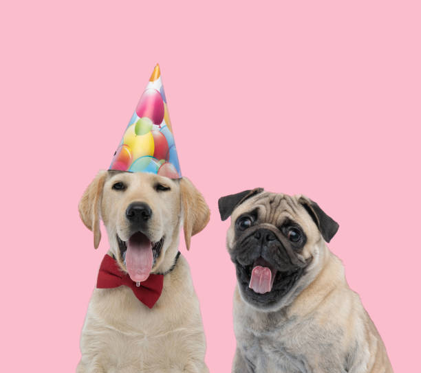 istock team of two happy dogs on pink background 1255910057