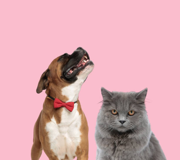 istock team of boxer and british long hair 1255910407