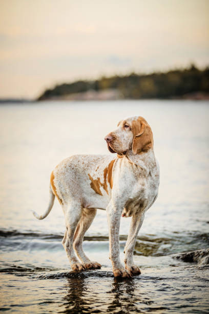 istock Beautiful Bracco Italiano pointer on rocks at sea landsape 1255911595