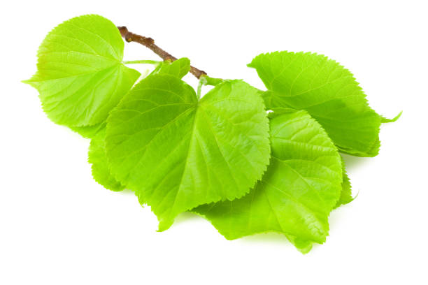 istock Linden leaves isolated on a white background 1255913863