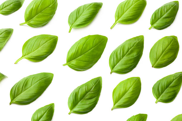 istock basil leaves isolated on a white background. top view 1255913974