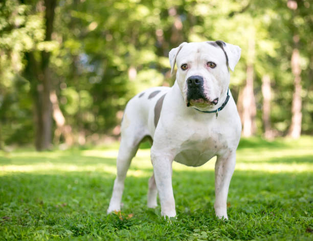 A white American Bulldog mixed breed dog with brown spots A white American Bulldog mixed breed dog with brown spots standing outdoors american bulldog stock pictures, royalty-free photos & images