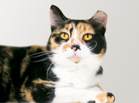 A Calico domestic shorthair cat with its ear tipped indicating that it has been spayed and vaccinated