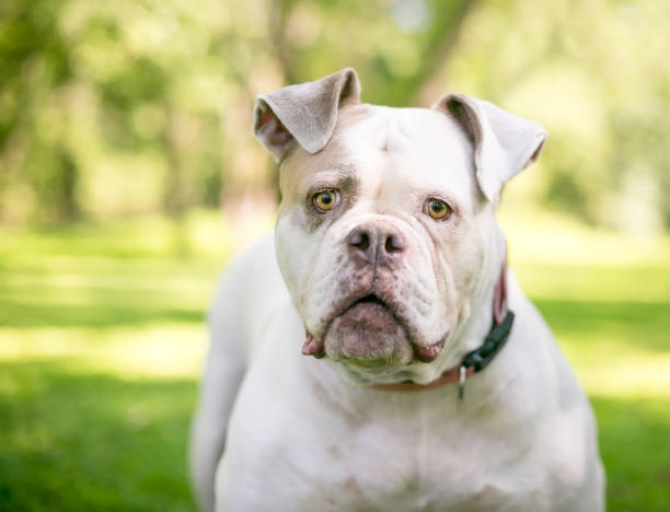 istock A white and brown American Bulldog mixed breed dog 1255915206