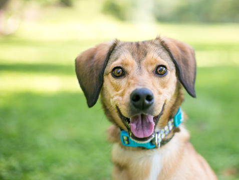 A brown mixed breed puppy with a happy expression outdoors