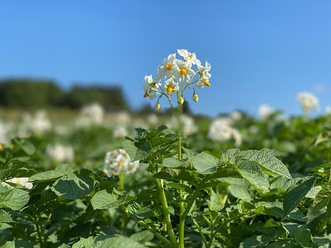 Potato flowers blooming in agriculture organic farm. potato farming and cultivation background. Background of beautiful flowers. . High quality photo
