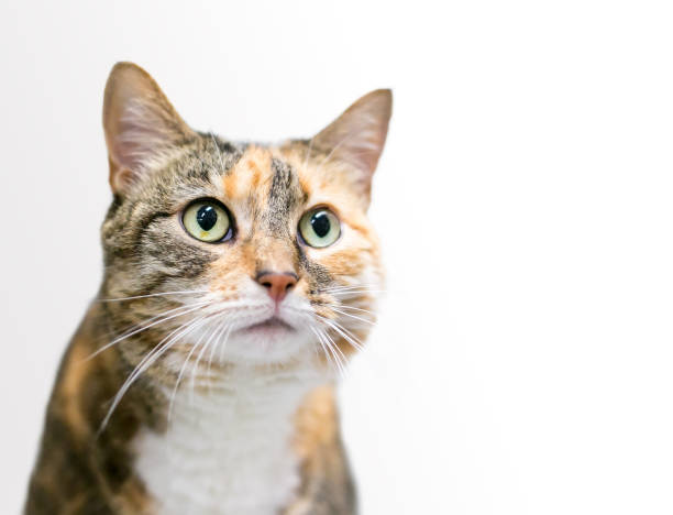istock A Calico Tabby shorthair cat on a white background 1255915264