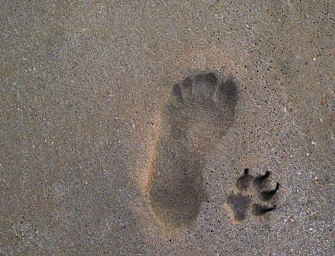 A man trail and a dog trail on the sand. Horizontal background. Texture of wet sand and prints. The idea of ​​unity of animals and people. The concept of the interaction of humans with animals. Vegetarianism. Copy space for text.