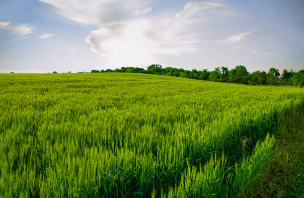 istock Spring wheat field at Sunrise-Hamilton County Indiana 1255916289