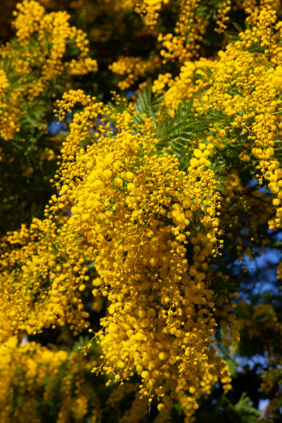 istock Acacia dealbata flowers 1255916507