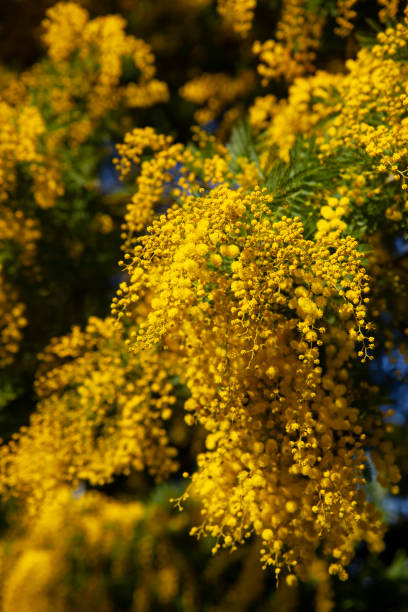istock Acacia dealbata flowers 1255916508