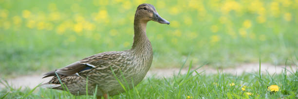 istock Drake and duck on green grass. Summer and spring time. 1255917902
