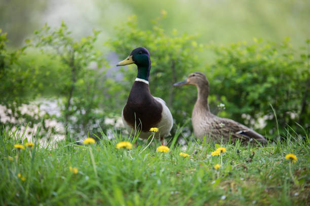 istock Drake and duck on green grass. Summer and spring time. 1255917915