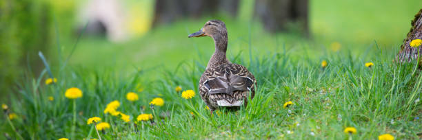 istock Drake and duck on green grass. Summer and spring time. 1255917933