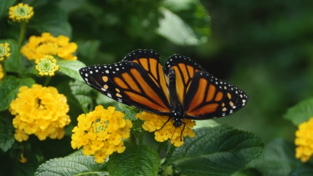 Close up of Monarch butterfly