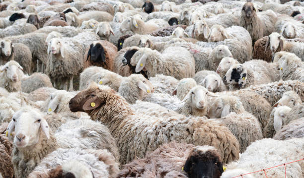 istock Flock of sheep 1255919269