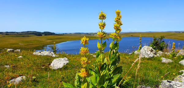 alpine wild yellow flower and lake, gentian