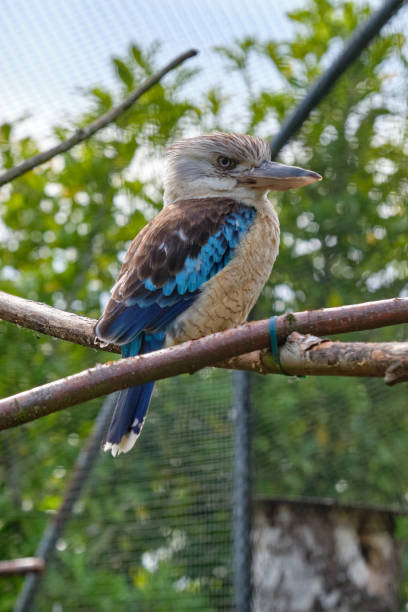 blauflügel-kookaburra, vogel sitzt auf einem ast. tierwelt, vogelbeobachtung - animals hunting kingfisher animal bird stock-fotos und bilder