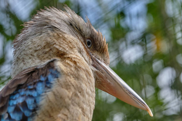 blauflügel-kookaburra, vogel sitzt auf einem ast. tierwelt, vogelbeobachtung - animals hunting kingfisher animal bird stock-fotos und bilder