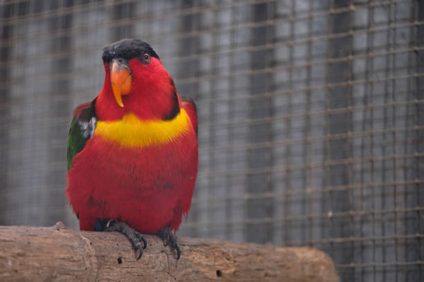 A colourful red bird, a womans Lorikeet, is sitting on a branch.