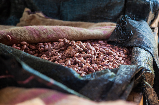 Fermentation. Fruit of cocoa plants used in food industry for producing chocolate, natural cacao butter, powder and drinks