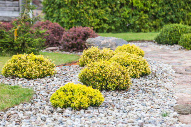 istock Bushes in the form of balls 1255920533
