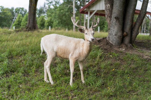 White young dear with antlers in the park, green glass on background. White young dear with antlers in the park, green glass on background. Selective focus. albino deer stock pictures, royalty-free photos & images