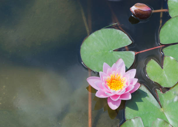 istock Pink water lily flowers in a pond 1255922585