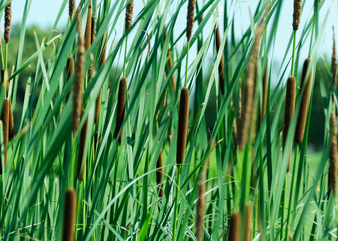 Reedbeds in a nature reserve.