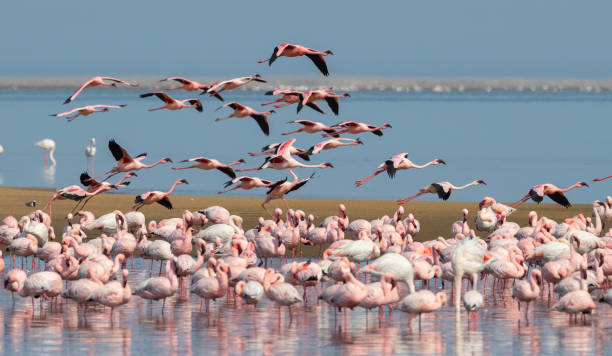 istock Group of flamingos 1255922828