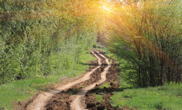 istock Rut road in green forest 1255922840