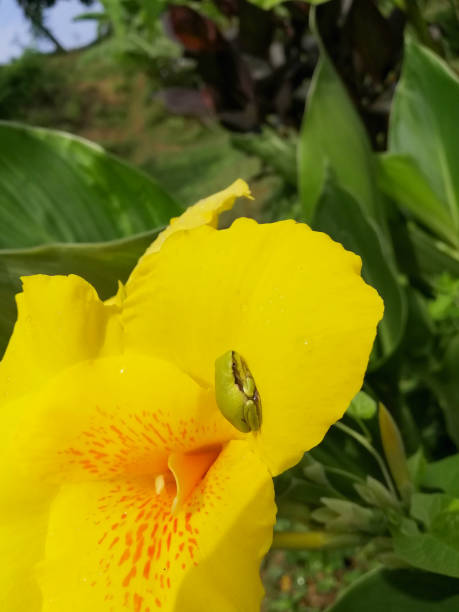 istock Tree frog sitting in a beautiful yellow flower. Close up. 1255923739