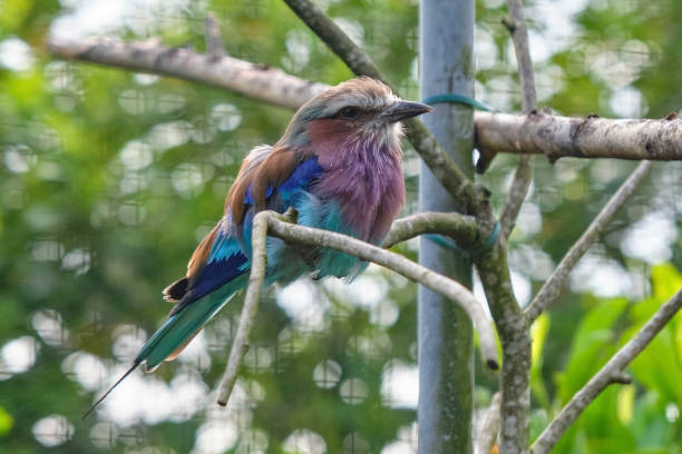 blauflügel-kookaburra, vogel sitzt auf einem ast. tierwelt, vogelbeobachtung - animals hunting kingfisher animal bird stock-fotos und bilder