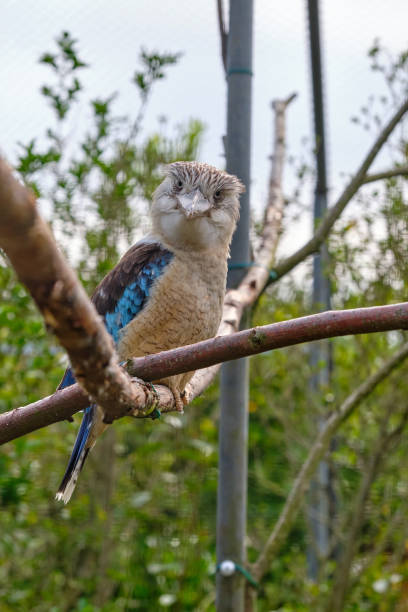 blauflügel-kookaburra, vogel sitzt auf einem ast. tierwelt, vogelbeobachtung - animals hunting kingfisher animal bird stock-fotos und bilder