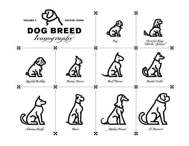 ilustraciones, imágenes clip art, dibujos animados e iconos de stock de iconografía de raza de perro vol. 2 - saint bernard