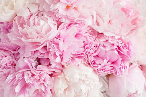 hermoso fondo de flor de peonía rosa photo