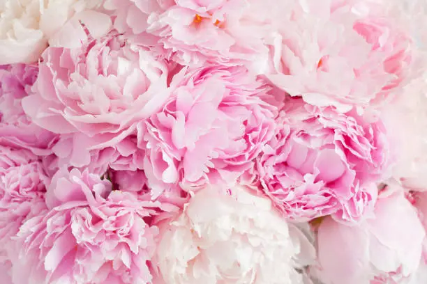 Photo of beautiful pink peony flower background