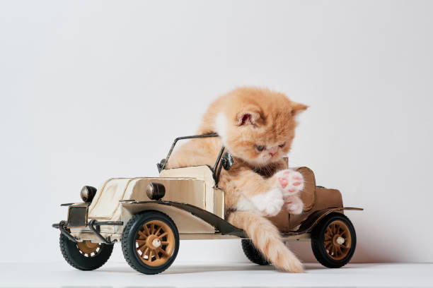 istock cute little cat playing with a car toy in isolated white background 1255926854