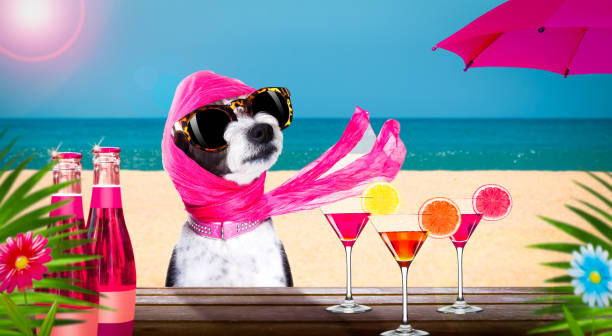 cocktail drink cane in vacanza estiva un bar beach club - dog chihuahua pampered pets pets foto e immagini stock