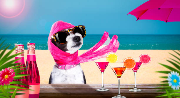 cocktail drink dog on  summer holiday vacation a the beach club bar lady diva poodle dog  with sunglasses in summer vacation holidays   with  cocktail drink or beverage   at the beach bar club diva stock pictures, royalty-free photos & images