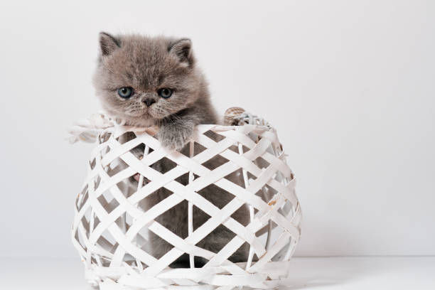 istock cute small grey exotic persian cat with shorthair in a basket 1255927004