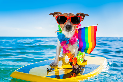 jack russell dog surfing on a wave , on ocean sea on summer vacation holidays, with cool sunglasses and flower chain and rainbow lgbt flag for gay pride