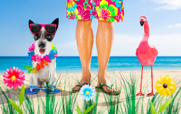 istock dog and owner  summer holidays 1255927034