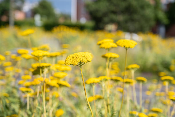 istock A close up of yellow flowers. Blurry background 1255927620
