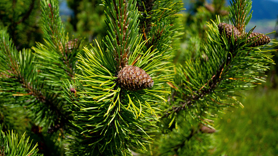 mountain pine close us with cones