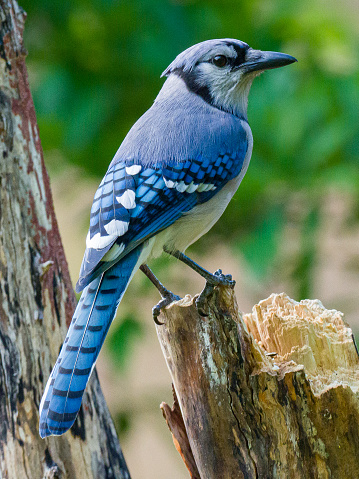 A single blue jay perched on a tree branch.